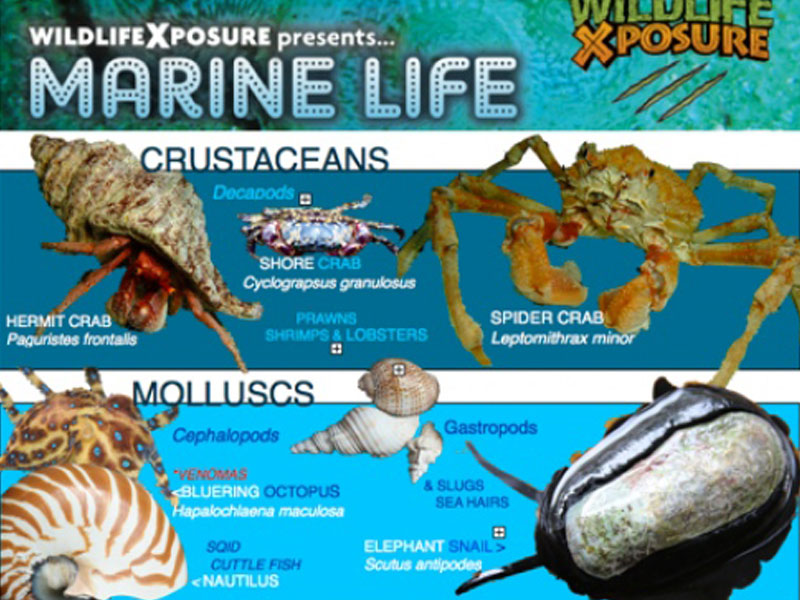 Marine Life classification cards