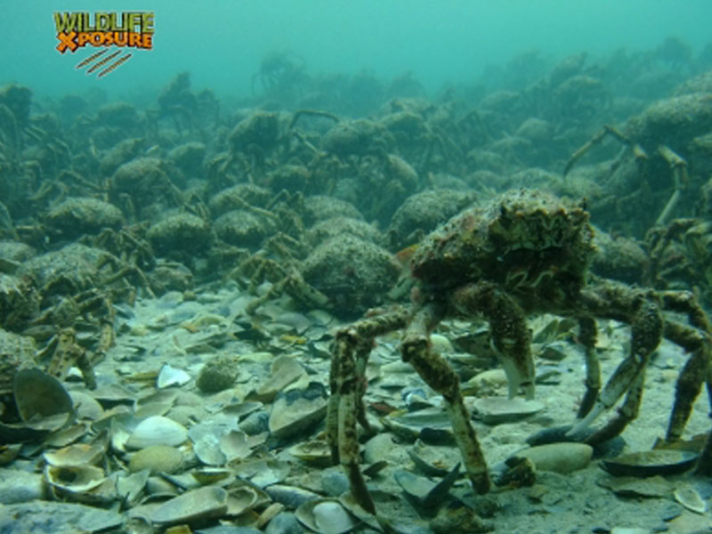 The invasion of the Giant Spider Crabs